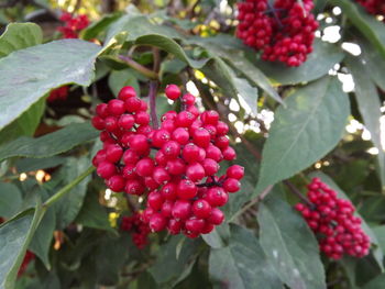 Close-up of berries growing on tree