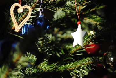 Close-up of christmas tree at night