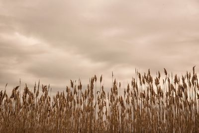 Scenic view of field against cloudy sky