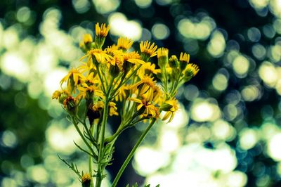 Close-up of yellow flower