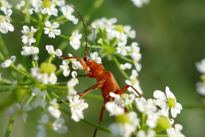 Close-up of insect on flower
