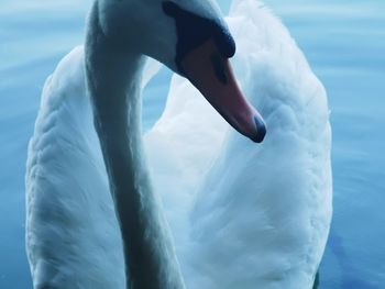 Swan swimming in lake