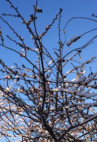 Low angle view of bare tree against clear blue sky