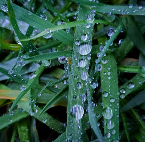 Close-up of wet plant leaves during rainy season