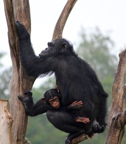 Close-up of monkey on tree trunk