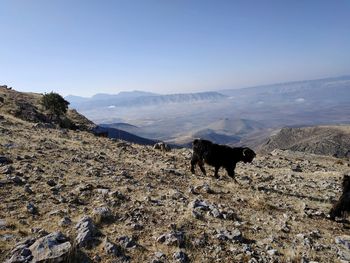View of a goat on mountain against sky