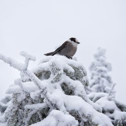 Bird perching on snow against sky