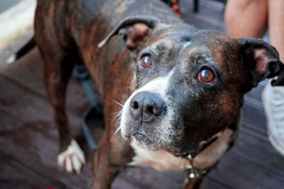 Close-up portrait of dog