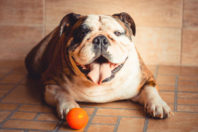 Portrait of dog sitting on floor at home