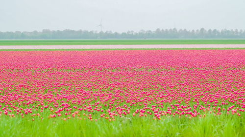 Scenic view of pink tulips on field against sky