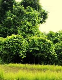 Scenic view of trees growing on field against sky