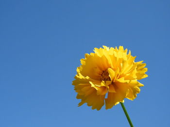 Low angle view of yellow flowering plant against clear blue sky