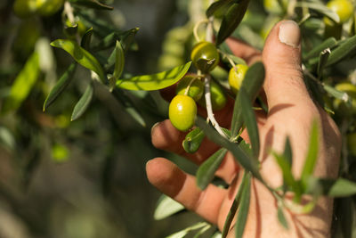 Close-up of hand holding fruit