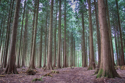 Low angle view of trees in forest