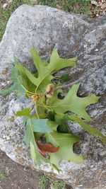 High angle view of snake on rock by water