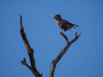 Low angle view of brown snake eagle perching on bare tree against clear blue sky