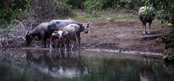 Cows standing on field by water