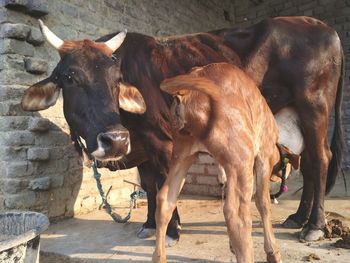 Cows standing in a farm