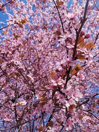 Low angle view of cherry blossom