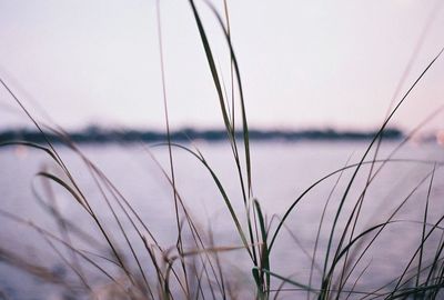 Close-up of plant in field