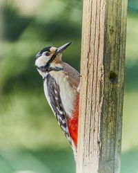 Close-up of bird perching on wooden post