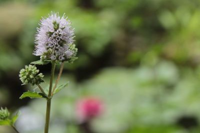 Close-up of purple flowering plant