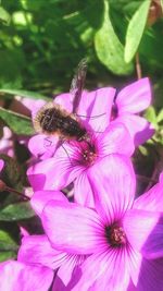 Close-up of pink flowers