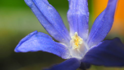 Close-up of purple flower