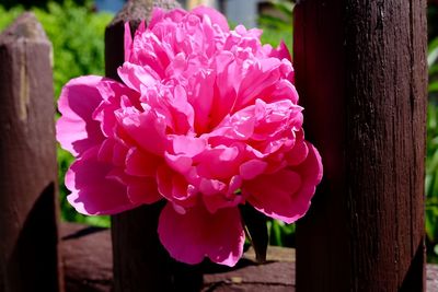 Close-up of pink flower