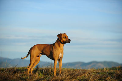 Portrait of dog standing on field against sky