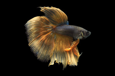 Close-up of fish swimming in sea