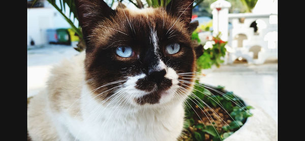 Close-up portrait of a cat