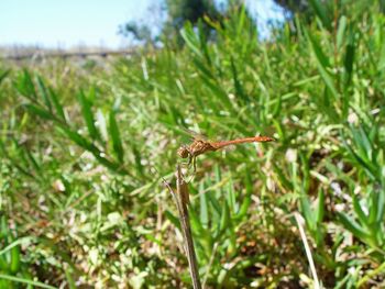 Close-up of insect on grass