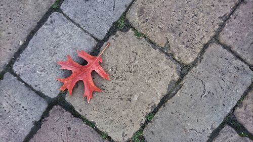 High angle view of leaf