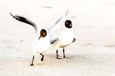 Birds on beach