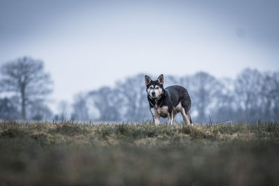 View of dog on field against sky