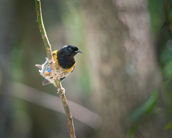 Close-up of bird perching on branch