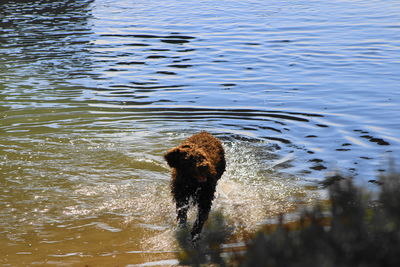 High angle view of man swimming in lake