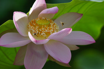 Bees gathering in the lotus