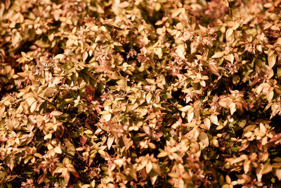 Full frame shot of flowers