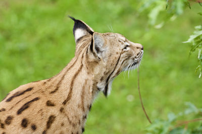 Close-up of a lion