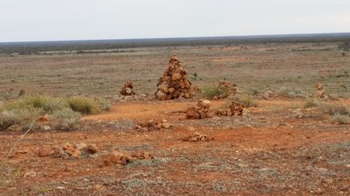 View of sheep on landscape