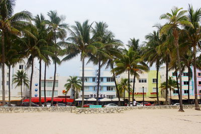 Palm trees against the sky