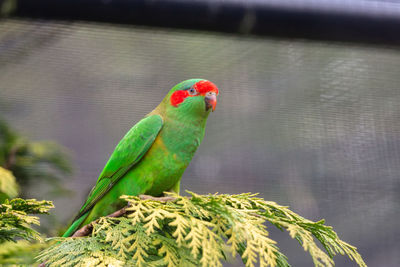 Close-up of parrot perching on branch