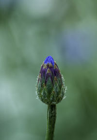 Close-up of purple flower bud