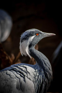 Close-up of grey heron