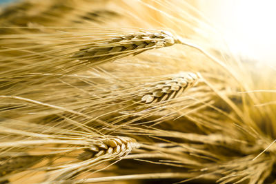 Close-up of wheat growing on field