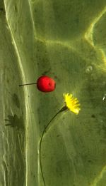 Lotus floating on water