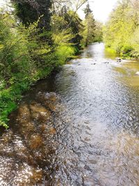 River flowing amidst trees in forest