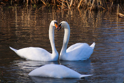 Swans floating on lake